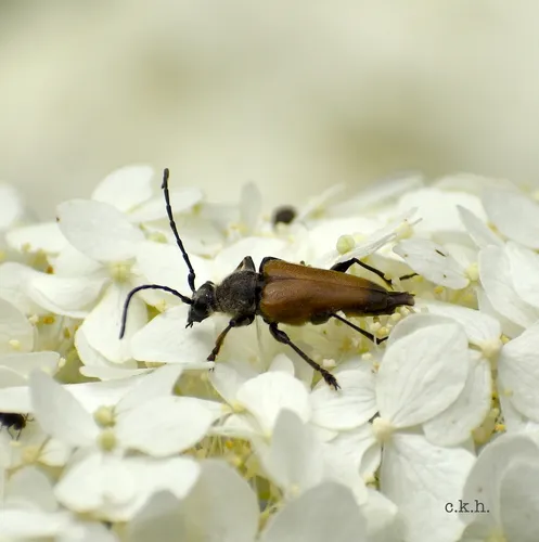 Dark-shouldered Long-horned Beetle