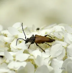 Dark-shouldered Long-horned Beetle thumbnail 1