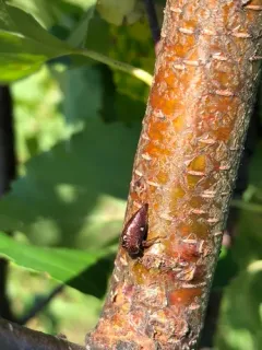 Stupid Treehopper thumbnail 2