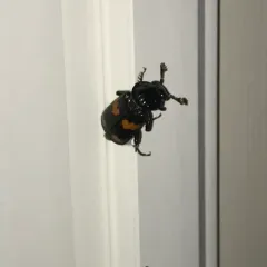 Roundneck Sexton Beetle thumbnail 2