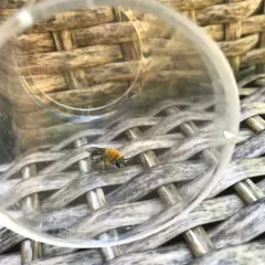 Pruinose Squash Bee thumbnail 3