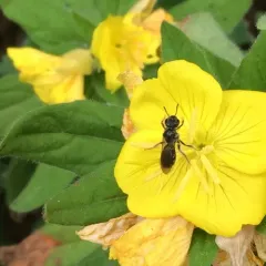 Evening Primrose Sweat Bee thumbnail 2