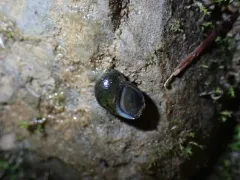 Olympia Pebblesnail thumbnail 1