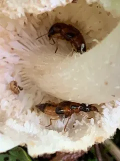 Oxyporus quinquemaculatus thumbnail 2
