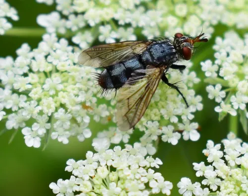 Copecrypta ruficauda