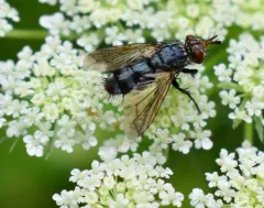 Copecrypta ruficauda thumbnail 1