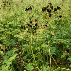 Cow Parsley thumbnail 3