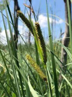 lesser pond sedge thumbnail 3