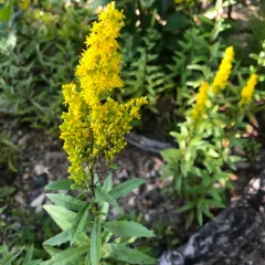 Elegant Goldenrod thumbnail 2