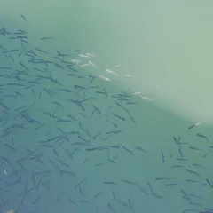 Pacific Herring thumbnail 2