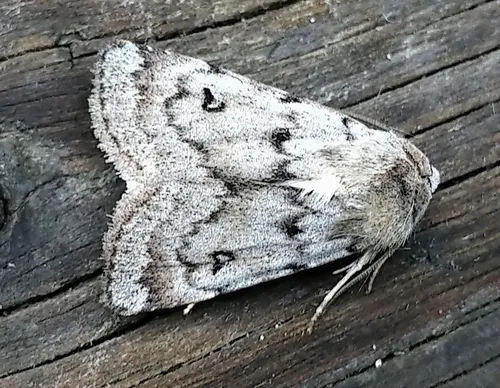 Black-girdled Dart