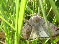Cerulean Looper Moth thumbnail 2