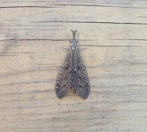 Brachynemurus nebulosus