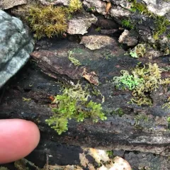 Tree Fringewort thumbnail 2