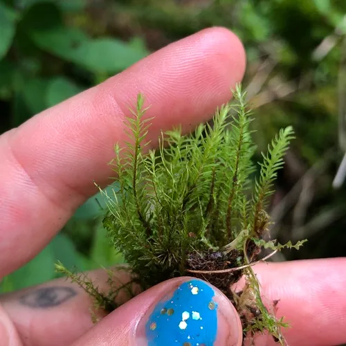 ribbed bog moss