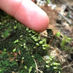Powder Gun Moss thumbnail 4