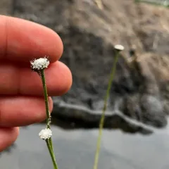 Common Pipewort thumbnail 3
