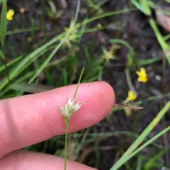 white beak-sedge thumbnail 2