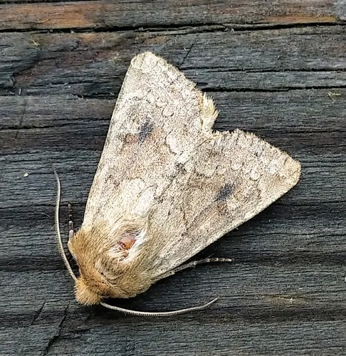 Lined Quaker