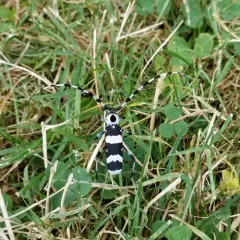 Banded Alder Borer thumbnail 2
