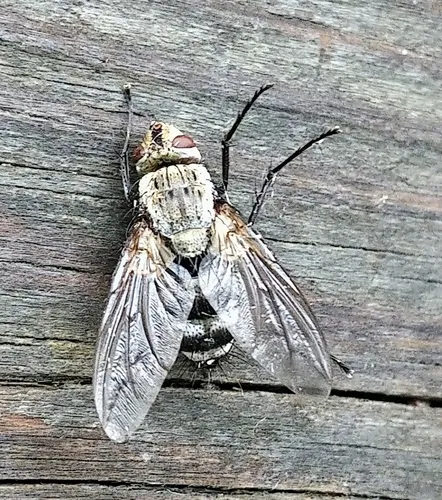 Microphthalma disjuncta