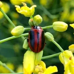 Red turnip beetle thumbnail 2