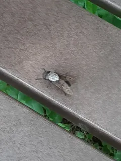 Stygian Horse Fly thumbnail 2