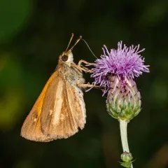 Broad-winged Skipper thumbnail 2