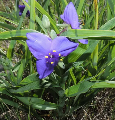 Virginia spiderwort