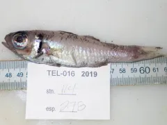 Epigonus pandionis thumbnail 2