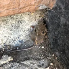 House Mouse thumbnail 3