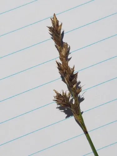 prairie sedge