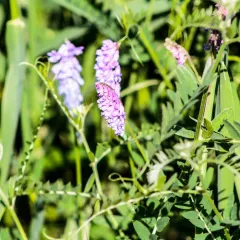 tufted vetch thumbnail 3
