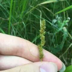 fox sedge thumbnail 2