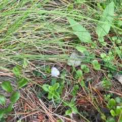 Northern Blue thumbnail 4
