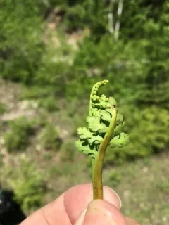 false northwestern moonwort thumbnail 4