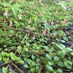 Twinflower thumbnail 3