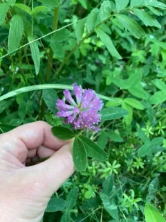 Zigzag Clover thumbnail 3