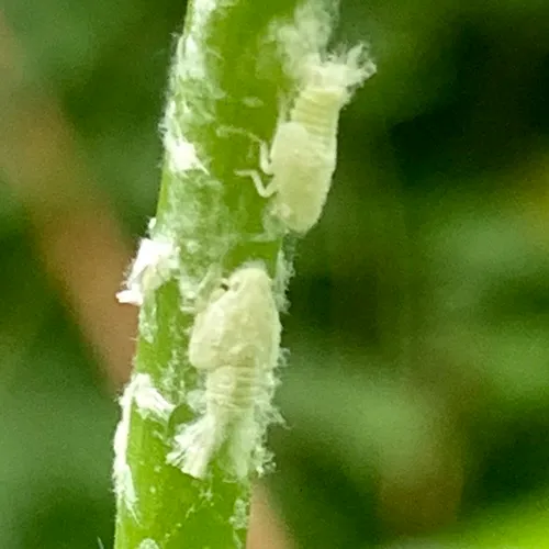 Northern Flatid Planthopper