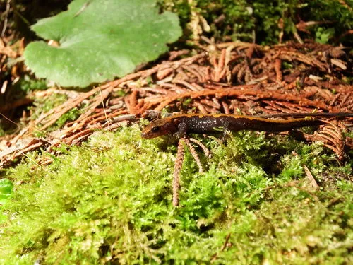 Coeur d'Alene Salamander