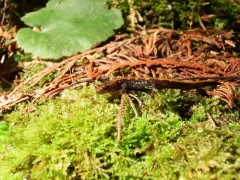 Coeur d'Alene Salamander thumbnail 1