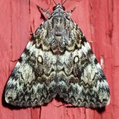 Little Lined Underwing thumbnail 3