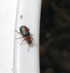 Striped Collops thumbnail 3