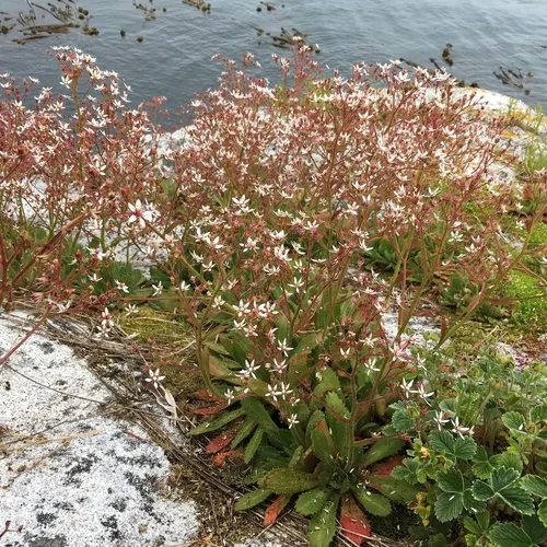 Russethair Saxifrage