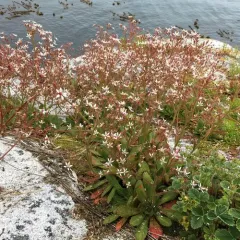 Russethair Saxifrage thumbnail 1