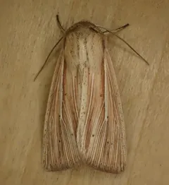 Many-lined Wainscot thumbnail 3