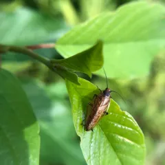 Dusky Cockroach thumbnail 3