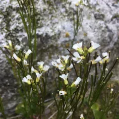 Eschscholtz's hairy rockcress thumbnail 4