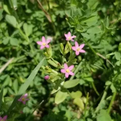 Lesser Centaury thumbnail 3