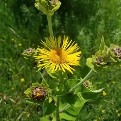 Elecampane thumbnail 3